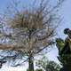 Illustration for article titled In The Rush To Kill Their Lawns, Californians Are Killing Their Trees